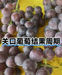 葡萄什么时候才结果