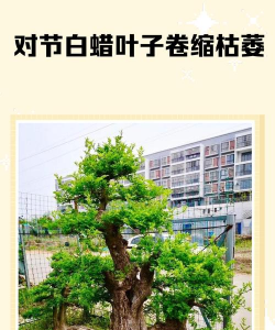 对接白蜡是怎么回事