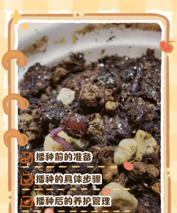 播种仙客来了用什么土