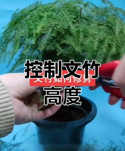 绿化景观设计，提升环境品质，创造宜人空间