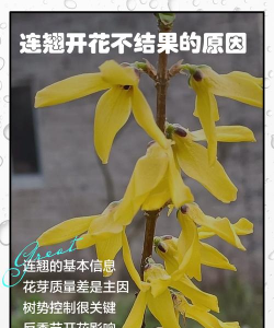 葡萄栽培，掌握关键技术，实现优质丰产