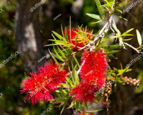 橡树花英语怎么说