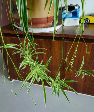 红心吊兰为什么不开花