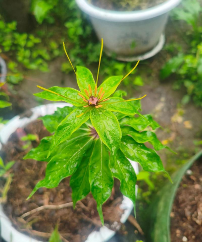 家庭养花用生根粉