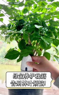 家庭养花用生根粉