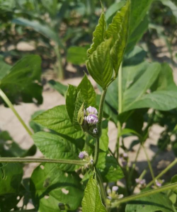 毛豆是什么颜色的花