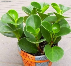 翠绿圆叶是什么花