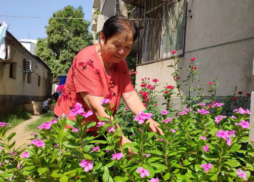 家庭养花用生根粉