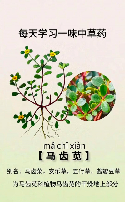 马齿苋是什么科