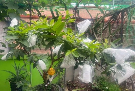 家庭养花用生根粉