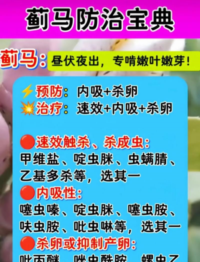 如何预防蓟马虫害