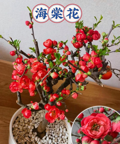 重瓣海棠属于什么海棠