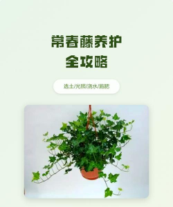 常春藤如何施肥