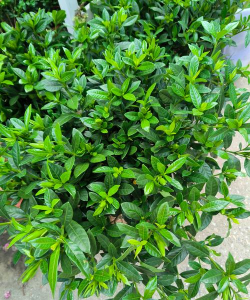 栀子花值是什么