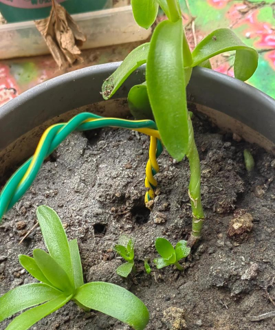 家庭养花用生根粉