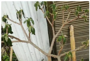 结香突然枯萎为什么