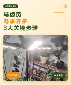 马齿苋如何过冬