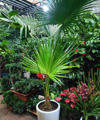 家庭养花用生根粉