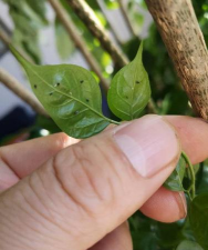 家庭养花用生根粉