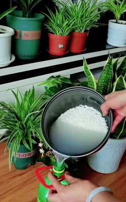 家庭养花用生根粉