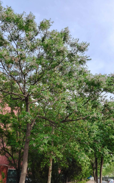 楝树在广东叫什么树