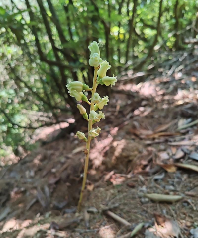 茎花像天麻是什么
