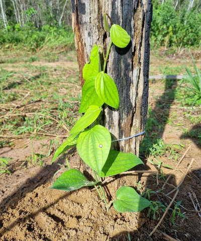 种植胡椒什么时候施肥