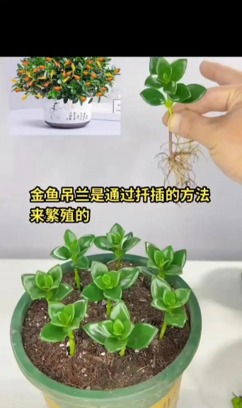 家庭养花用生根粉