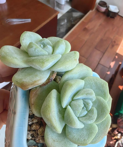 多肉怎么皱皮了