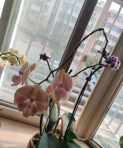 家庭养花用生根粉