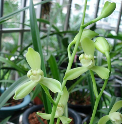 广东兰花销量如何