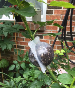 家庭养花用生根粉