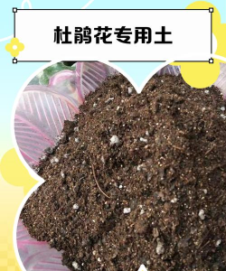 玫瑰花怎么养才不会枯萎，掌握浇水施肥技巧，轻松延长花期