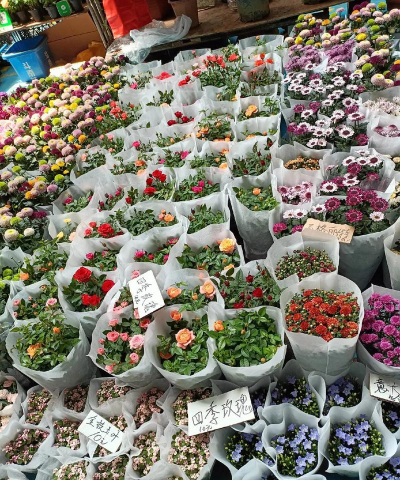 家庭养花用生根粉