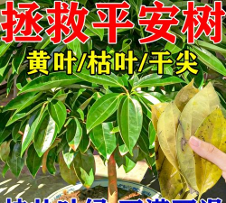 家庭养花用生根粉