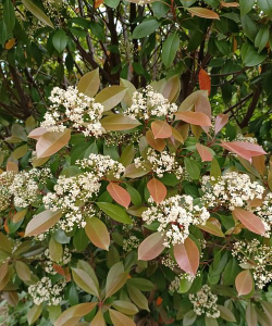 红叶石楠花什么样