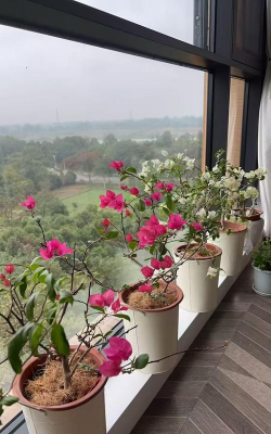 家庭养花用生根粉