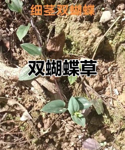 细茎双蝴蝶什么科