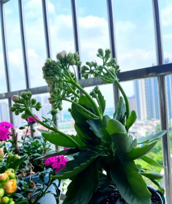 家庭养花用生根粉