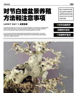 对节白蜡盆景如何养殖