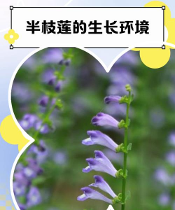 半枝莲生长在什么季节