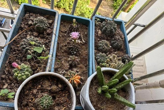 家庭养花用生根粉