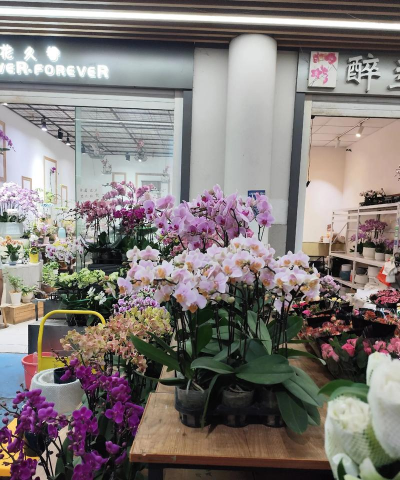 家庭养花用生根粉