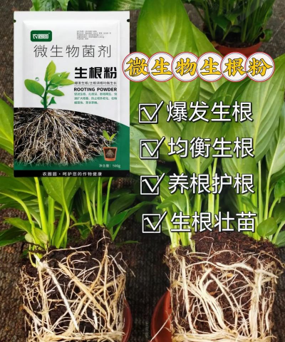 家庭养花用生根粉