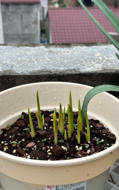 马蹄莲小苗怎么培养