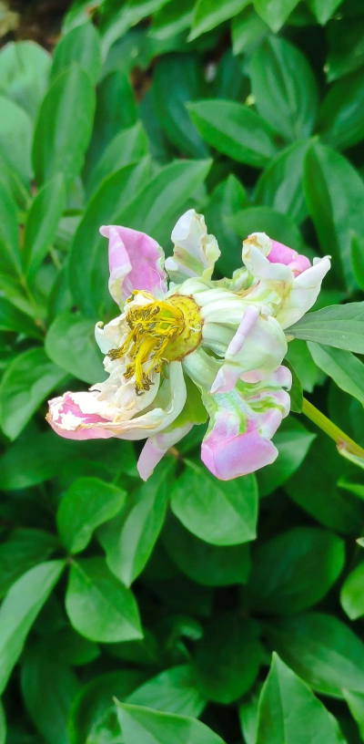 芍药花为什么会褪色