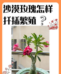 叙利亚养花技巧