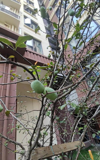 鉄杆海棠是什么果