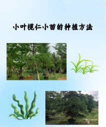 小叶榄仁 如何播种