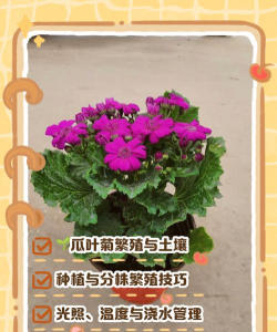 瓜叶菊如何施肥